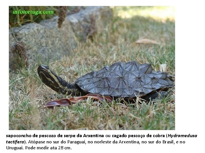 sapoconcho de pescozo de serpe da Arxentina ou cagado pescoço de cobra (Hydromedusa tectifera).