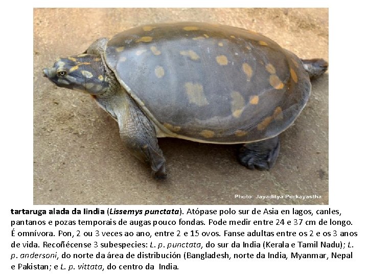 tartaruga alada da Iindia (Lissemys punctata). Atópase polo sur de Asia en lagos, canles,