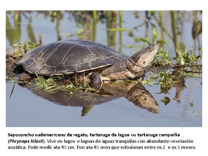 Sapoconcho sudamericano de regato, tartaruga de lagoa ou tartaruga campaíña (Phrynops hilarii). Vive en