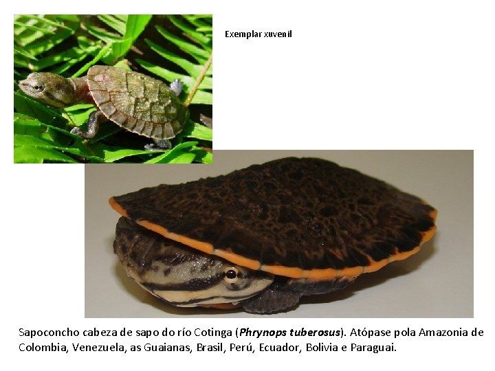 Exemplar xuvenil Sapoconcho cabeza de sapo do río Cotinga (Phrynops tuberosus). Atópase pola Amazonia