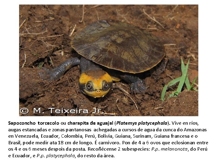 Sapoconcho torcecolo ou charapita de aguajal (Platemys platycephala). Vive en ríos, augas estancadas e