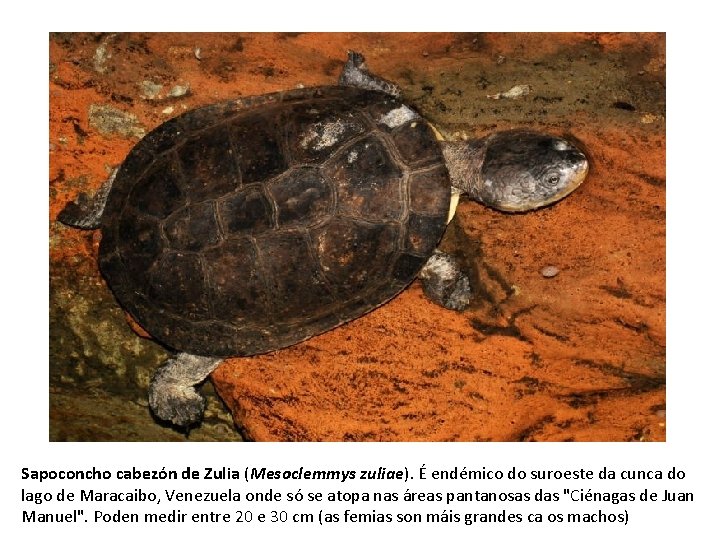 Sapoconcho cabezón de Zulia (Mesoclemmys zuliae). É endémico do suroeste da cunca do lago