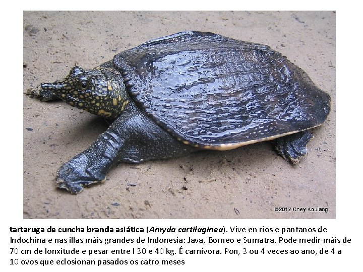 tartaruga de cuncha branda asiática (Amyda cartilaginea). Vive en rios e pantanos de Indochina