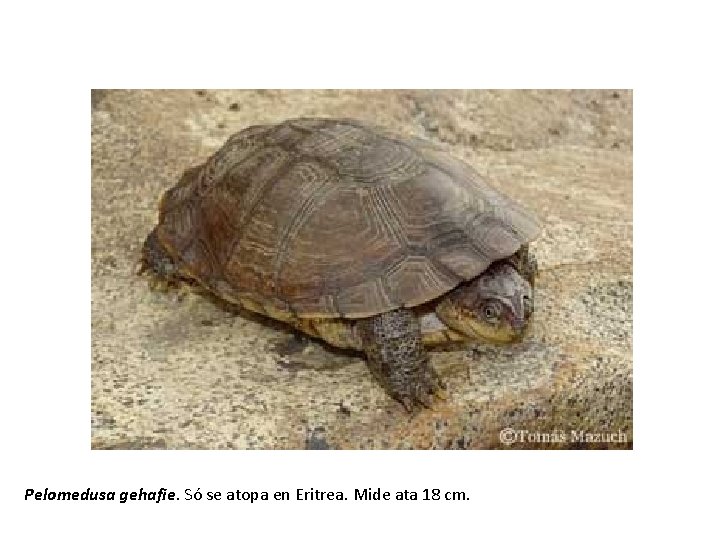 Pelomedusa gehafie. Só se atopa en Eritrea. Mide ata 18 cm. 