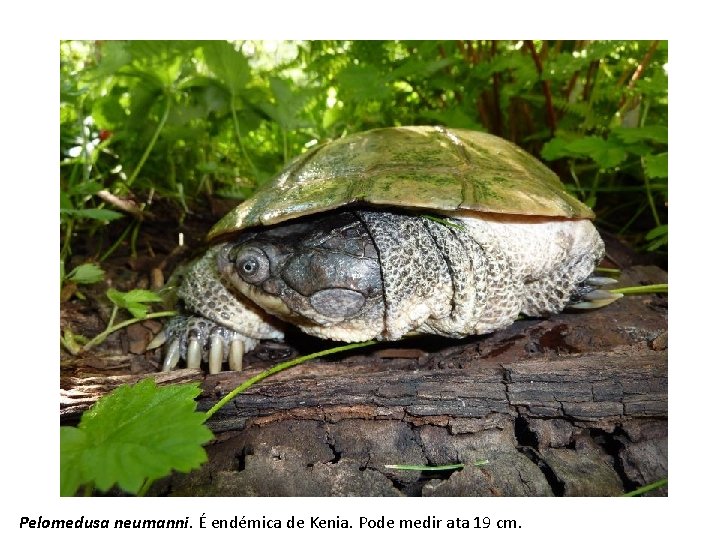 Pelomedusa neumanni. É endémica de Kenia. Pode medir ata 19 cm. 