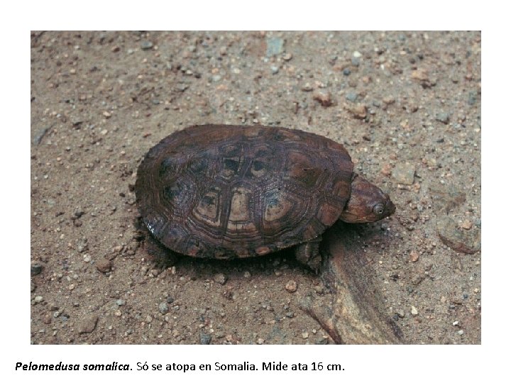 Pelomedusa somalica. Só se atopa en Somalia. Mide ata 16 cm. 