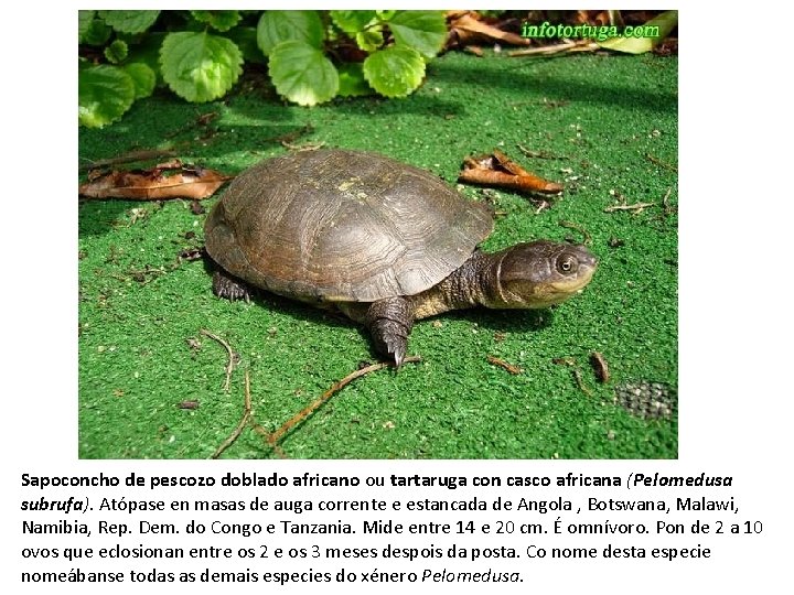 Sapoconcho de pescozo doblado africano ou tartaruga con casco africana (Pelomedusa subrufa). Atópase en