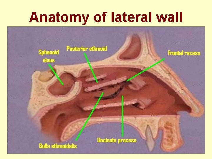 Anatomy of lateral wall 