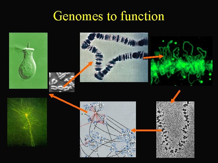 Genomes to function 