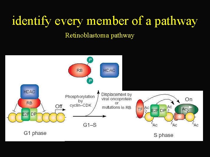 identify every member of a pathway Retinoblastoma pathway 