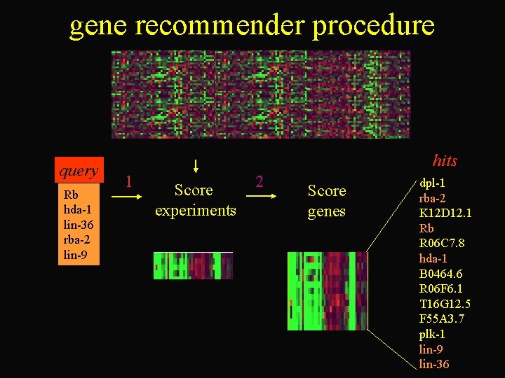 gene recommender procedure query Rb hda-1 lin-36 rba-2 lin-9 hits 1 Score experiments 2