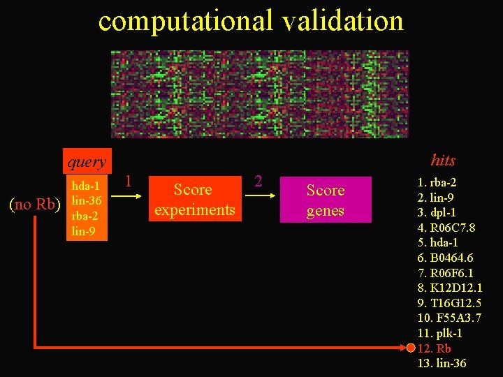 computational validation hits query (no Rb) hda-1 lin-36 rba-2 lin-9 1 Score experiments 2