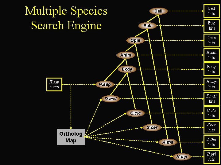 Multiple Species Search Engine Cell hits Cell Euk hits Euk Opis hits Opis H.