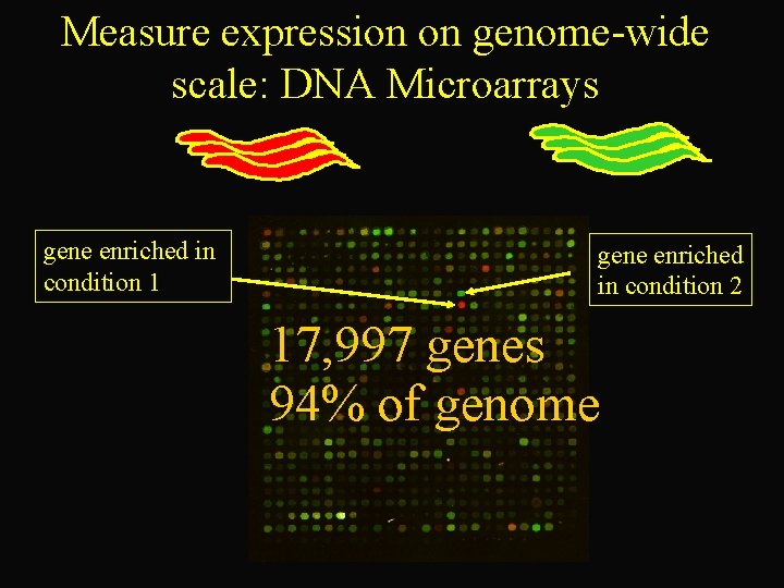 Measure expression on genome-wide scale: DNA Microarrays Condition 1 RNA gene enriched in condition