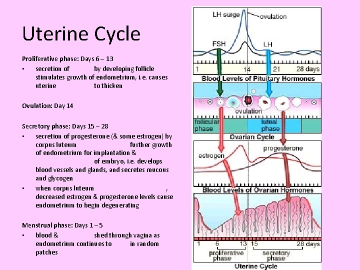 Uterine Cycle Proliferative phase: Days 6 – 13 • secretion of by developing follicle