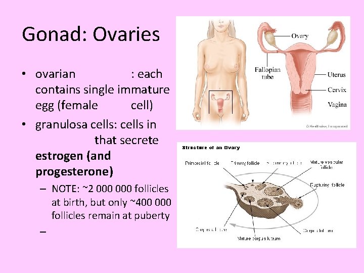 Gonad: Ovaries • ovarian : each contains single immature egg (female cell) • granulosa