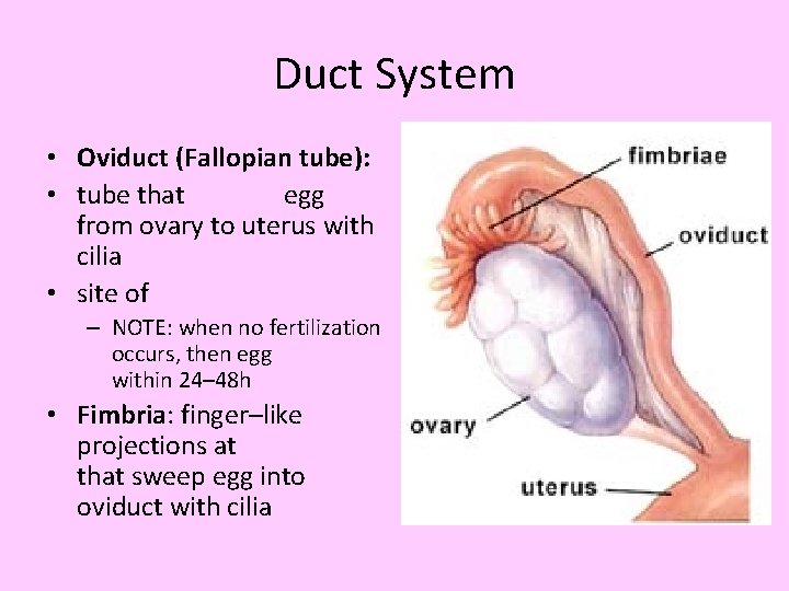 Duct System • Oviduct (Fallopian tube): • tube that egg from ovary to uterus