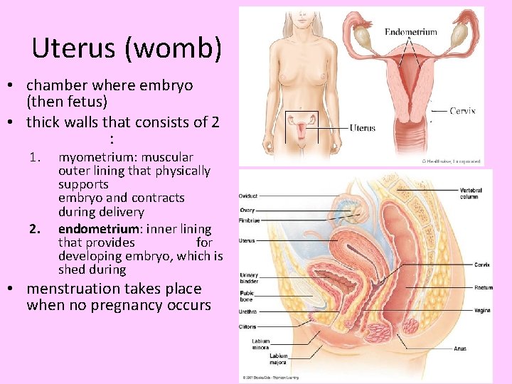 Uterus (womb) • chamber where embryo (then fetus) • thick walls that consists of