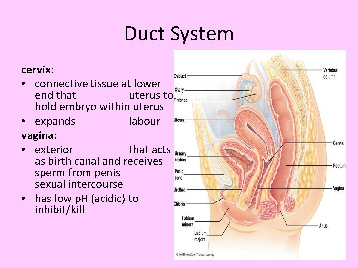 Duct System cervix: • connective tissue at lower end that uterus to hold embryo