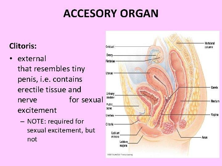ACCESORY ORGAN Clitoris: • external that resembles tiny penis, i. e. contains erectile tissue