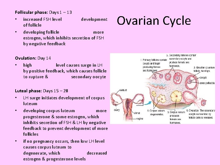 Follicular phase: Days 1 – 13 • increased FSH level development of follicle •