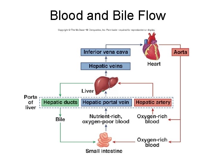 Blood and Bile Flow 