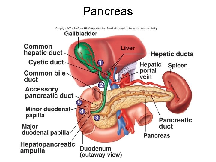 Pancreas 