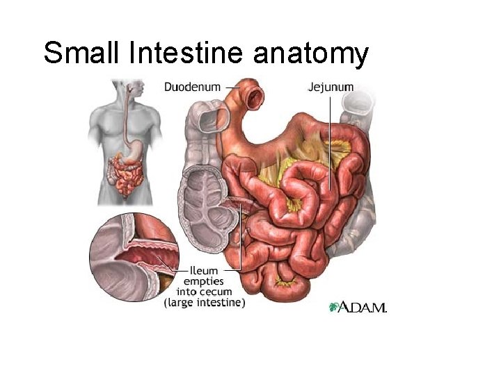 Small Intestine anatomy 