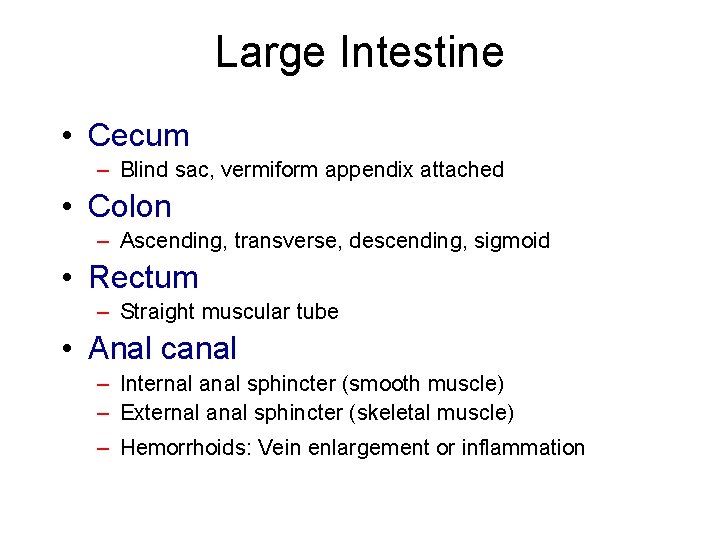 Large Intestine • Cecum – Blind sac, vermiform appendix attached • Colon – Ascending,