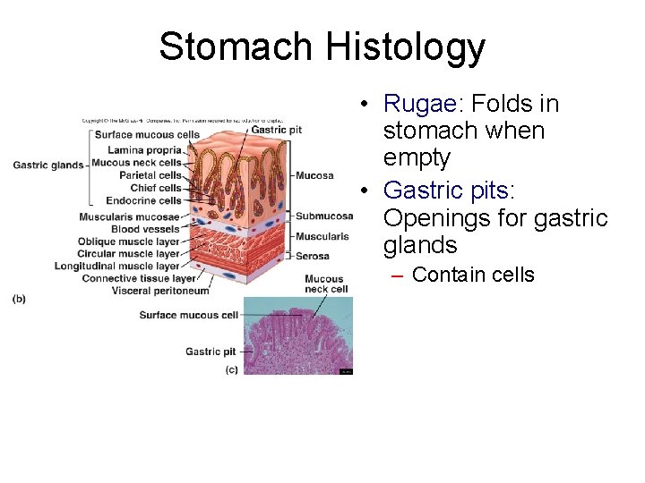Stomach Histology • Rugae: Folds in stomach when empty • Gastric pits: Openings for