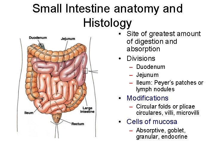 Small Intestine anatomy and Histology • Site of greatest amount of digestion and absorption