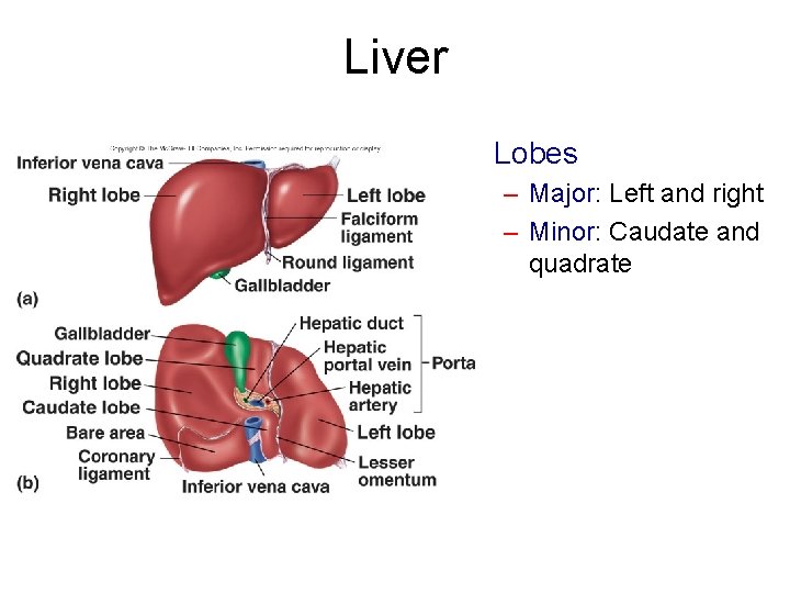 Liver • Lobes – Major: Left and right – Minor: Caudate and quadrate 