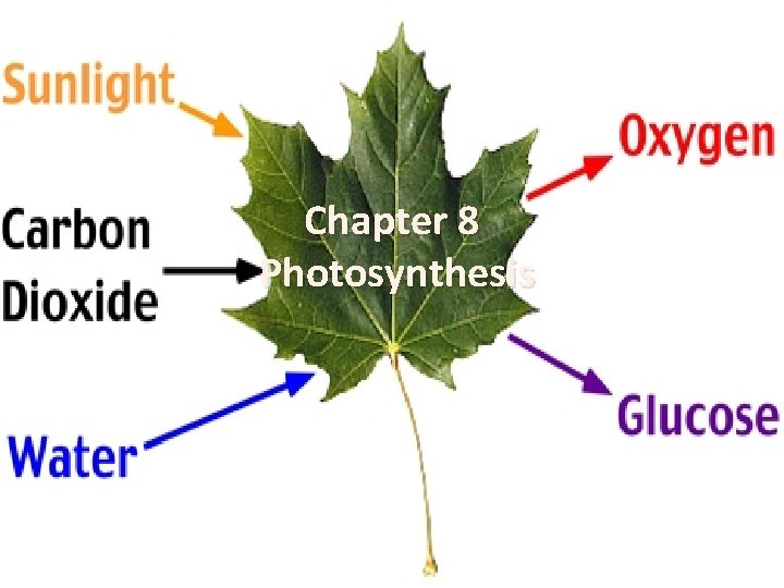 Chapter 8 Photosynthesis 8 1 Energy and Life