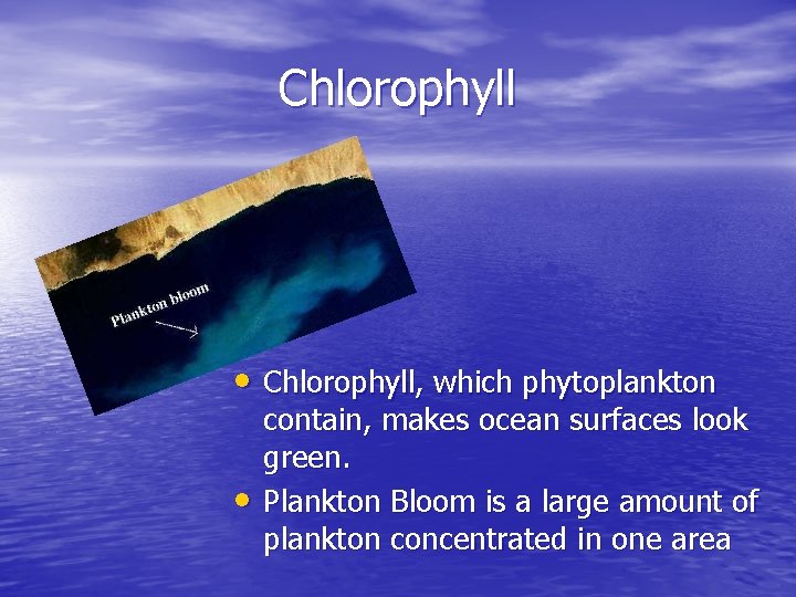 Chlorophyll • Chlorophyll, which phytoplankton • contain, makes ocean surfaces look green. Plankton Bloom