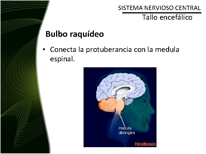 SISTEMA NERVIOSO CENTRAL Tallo encefálico Bulbo raquídeo • Conecta la protuberancia con la medula