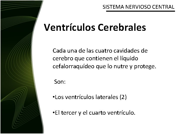 SISTEMA NERVIOSO CENTRAL Ventrículos Cerebrales Cada una de las cuatro cavidades de cerebro que