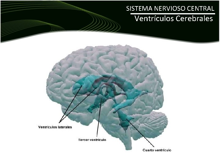 SISTEMA NERVIOSO CENTRAL Ventrículos Cerebrales 