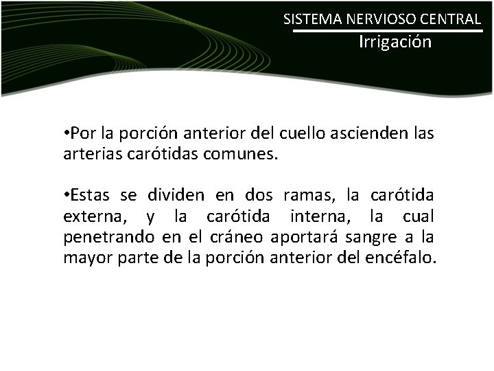 SISTEMA NERVIOSO CENTRAL Irrigación • Por la porción anterior del cuello ascienden las arterias