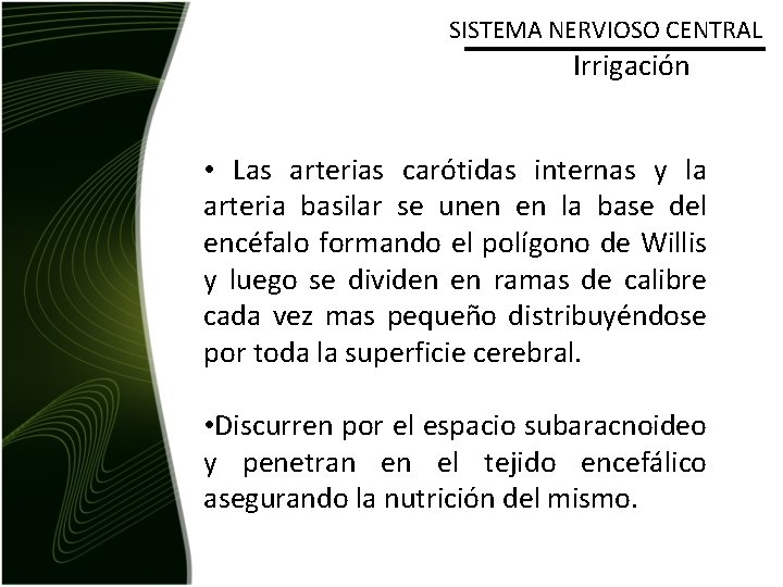 SISTEMA NERVIOSO CENTRAL Irrigación • Las arterias carótidas internas y la arteria basilar se