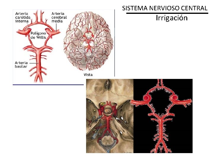 SISTEMA NERVIOSO CENTRAL Irrigación 