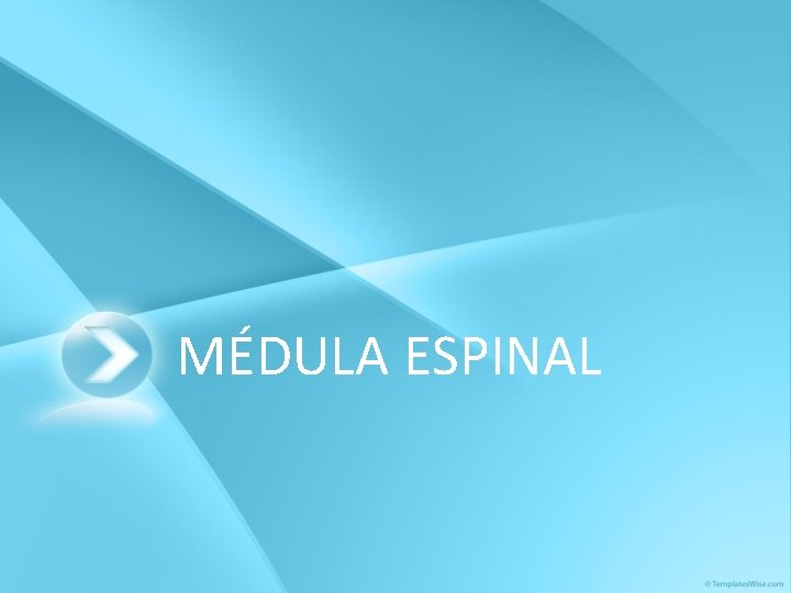 MÉDULA ESPINAL 