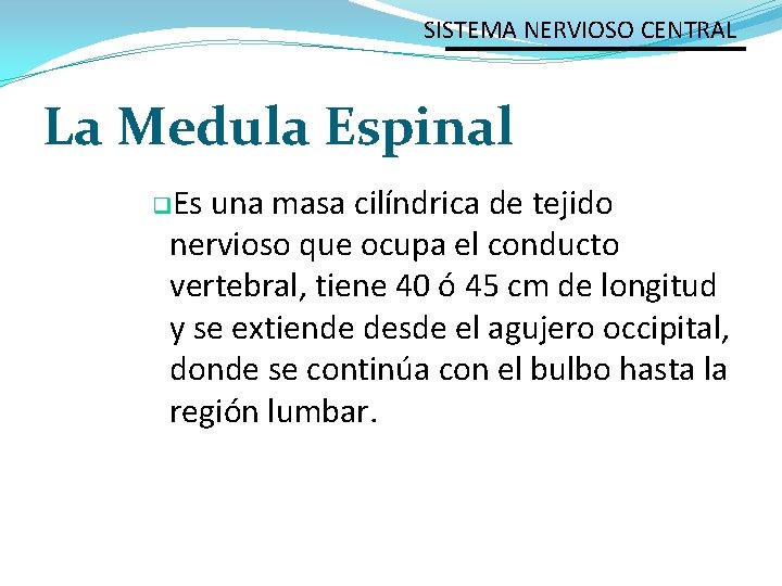 SISTEMA NERVIOSO CENTRAL La Medula Espinal q. Es una masa cilíndrica de tejido nervioso
