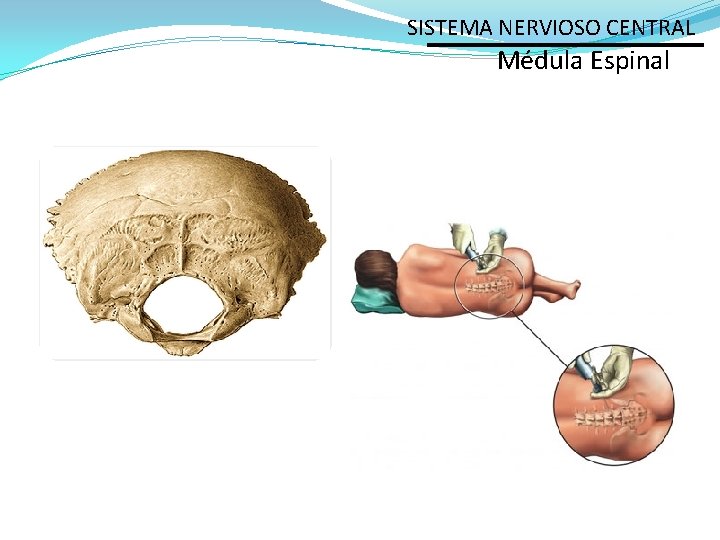 SISTEMA NERVIOSO CENTRAL Médula Espinal 