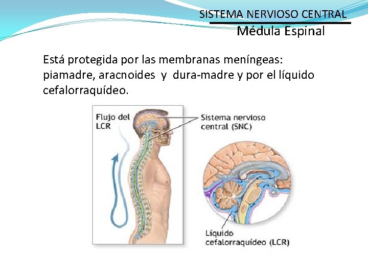 SISTEMA NERVIOSO CENTRAL Médula Espinal Está protegida por las membranas meníngeas: piamadre, aracnoides y