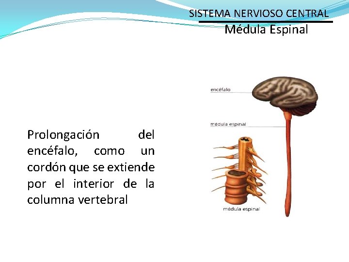 SISTEMA NERVIOSO CENTRAL Médula Espinal Prolongación del encéfalo, como un cordón que se extiende