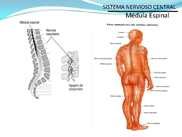 SISTEMA NERVIOSO CENTRAL Médula Espinal 