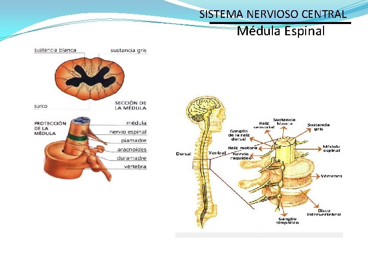 SISTEMA NERVIOSO CENTRAL Médula Espinal 