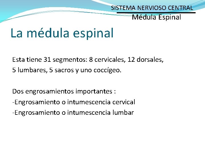 SISTEMA NERVIOSO CENTRAL Médula Espinal La médula espinal Esta tiene 31 segmentos: 8 cervicales,