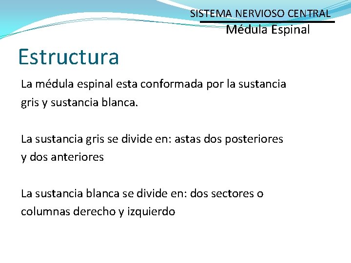 SISTEMA NERVIOSO CENTRAL Médula Espinal Estructura La médula espinal esta conformada por la sustancia