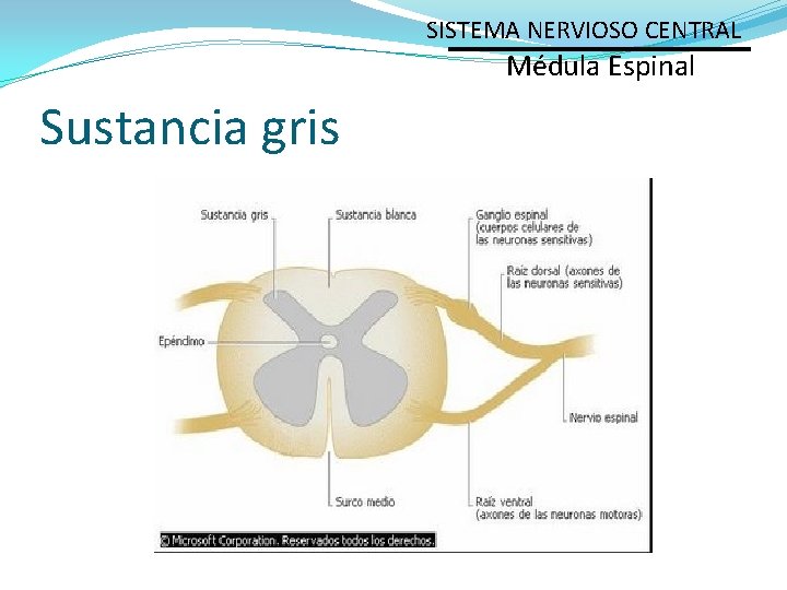 SISTEMA NERVIOSO CENTRAL Médula Espinal Sustancia gris 